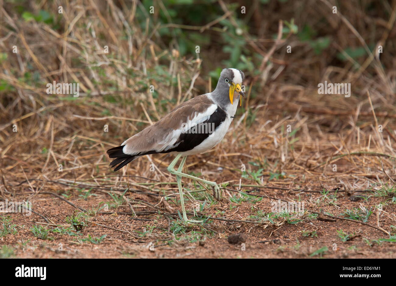 African wattled lapwing or Senegal wattled plover, Vanellus senegallus, Kruger National Park, South Africa Stock Photo