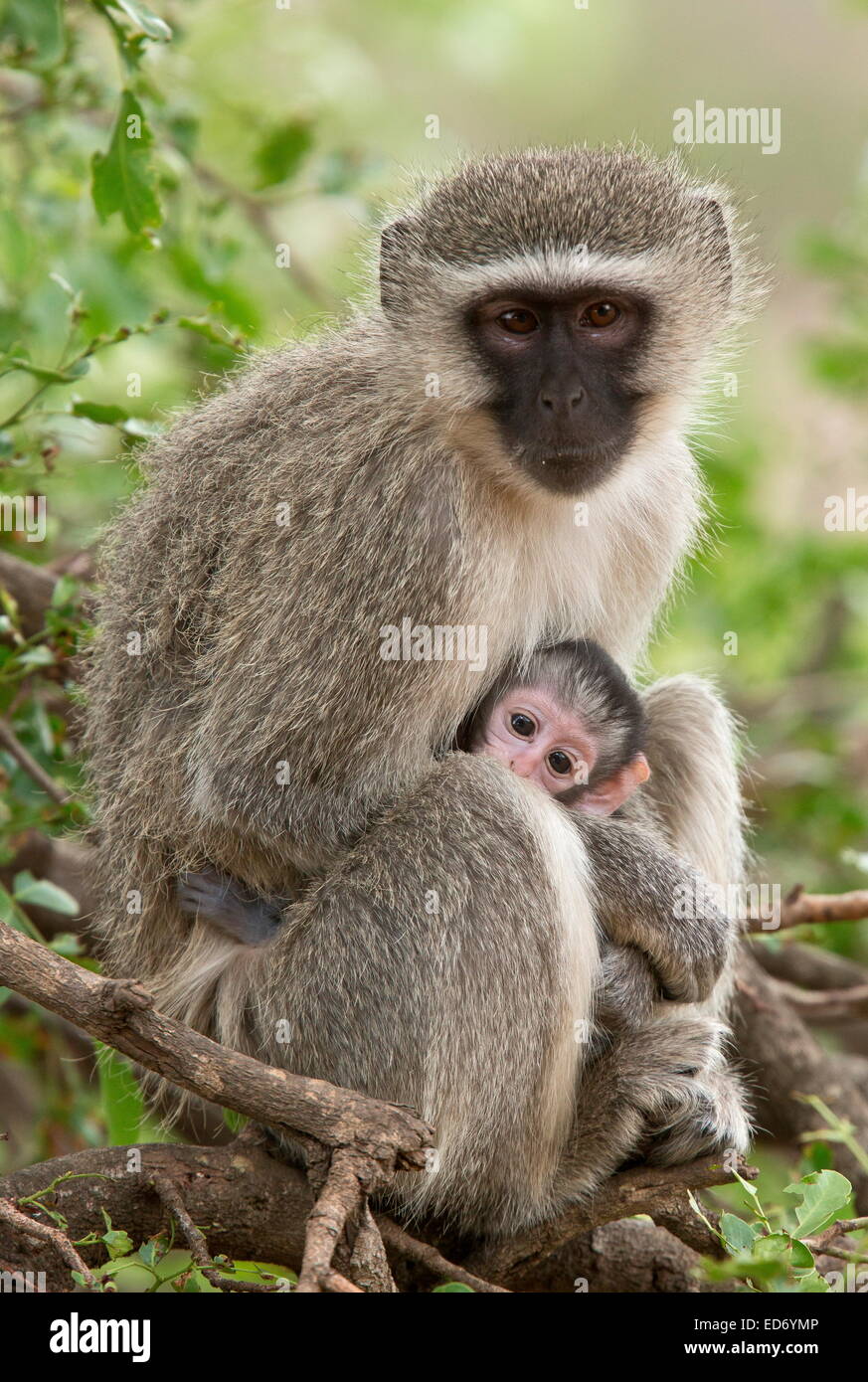 Vervet Monkey, Chlorocebus pygerythrus, mother and baby; Kruger