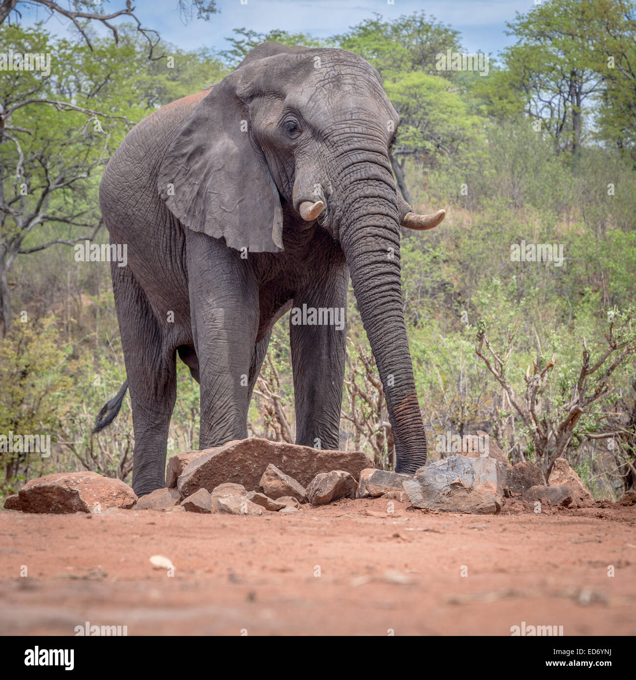 African Elephant (Loxodonta africana) drinking at a waterhole, Ghoha Hills, Chobe National Park, Botswana Stock Photo
