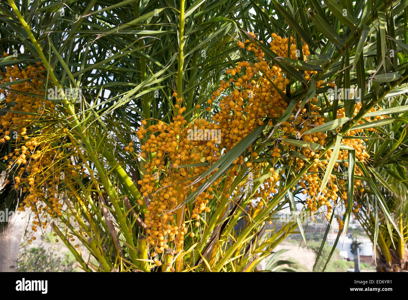 Canary date palm fruit hi-res stock photography and images - Alamy