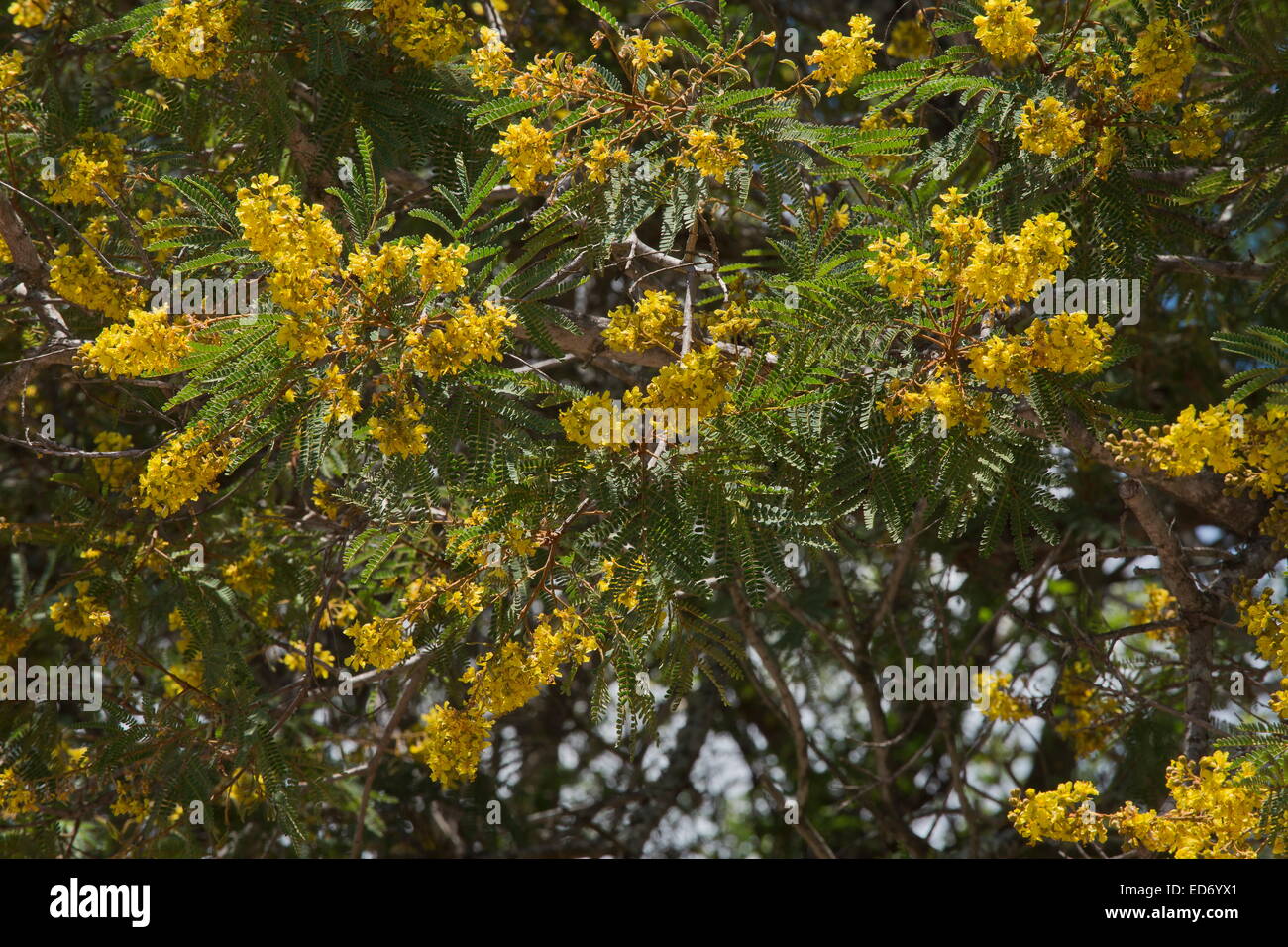 African-Wattle, Peltophorum africanum in flower; Kruger National Park, South Africa Stock Photo
