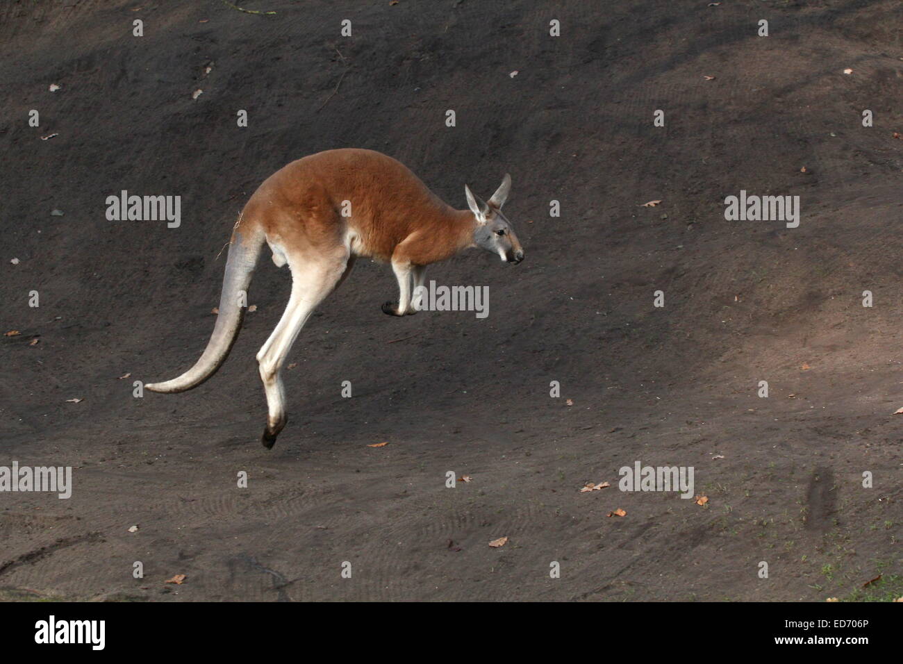 Kangaroo jumping hires stock photography and images Alamy