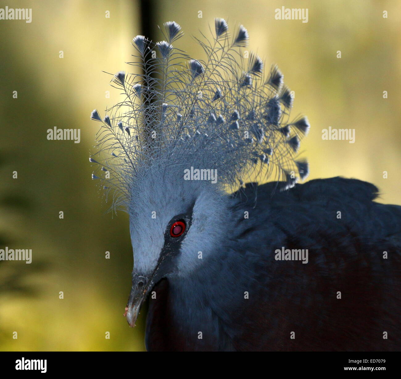 Victoria Crowned Pigeon (Goura victoria) close-up of the head and crest Stock Photo
