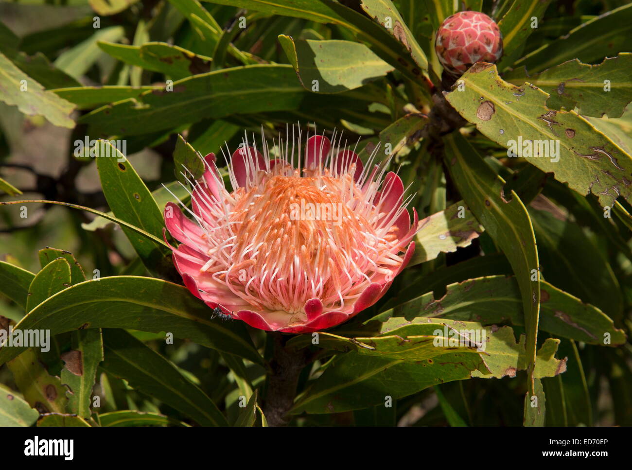 Common Sugar bush, Protea caffra  in flower; South Africa Stock Photo