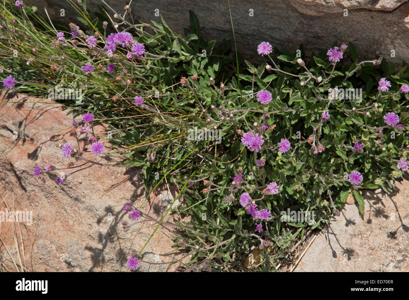Pink-purple composite, Vernonia galpinii Stock Photo