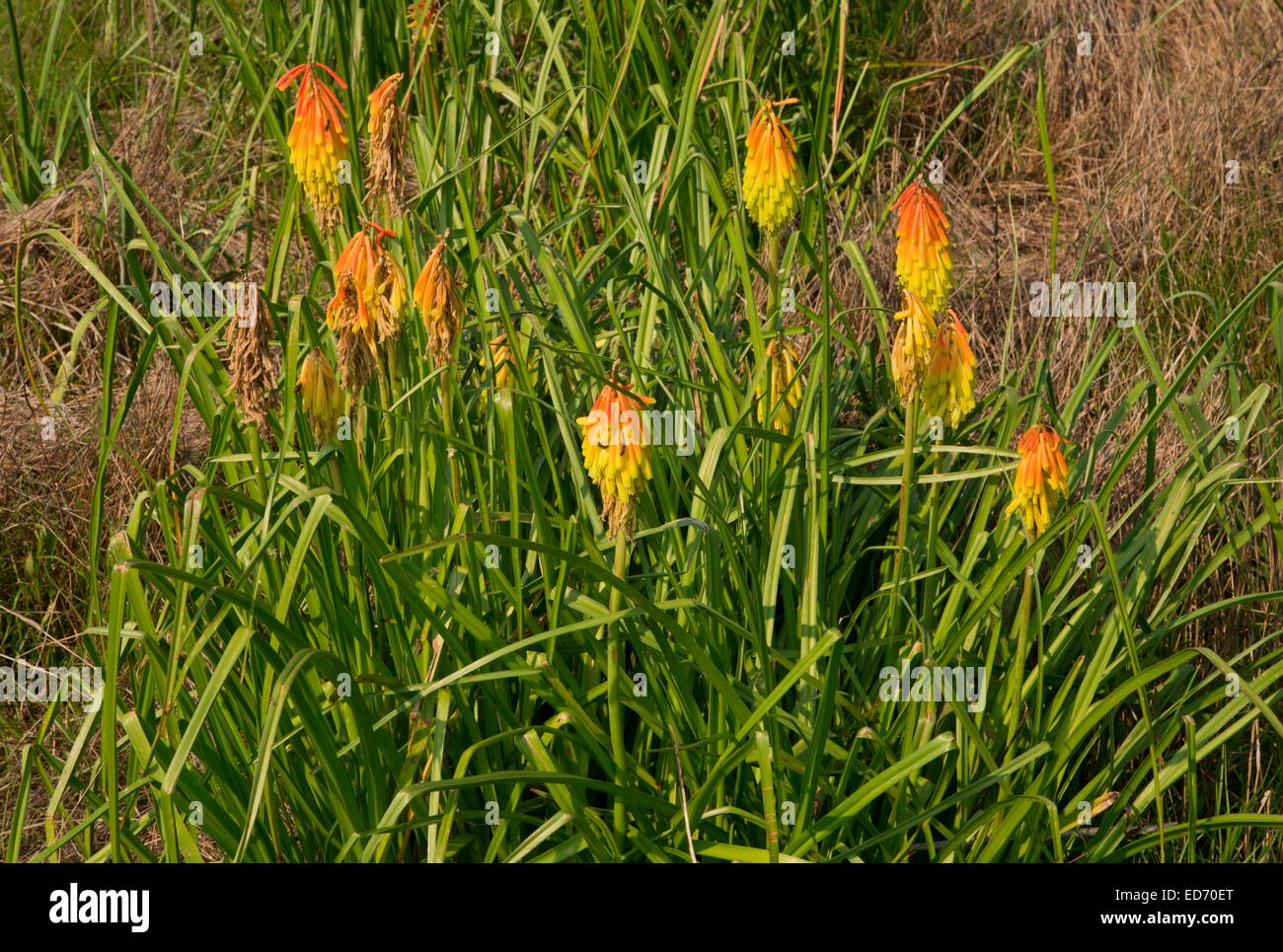A 'red-hot poker', Kniphofia ritualis, wild in  South Africa Stock Photo