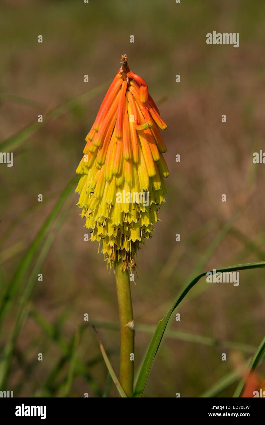 A 'red-hot poher', Kniphofia ritualis, wild in  South Africa Stock Photo