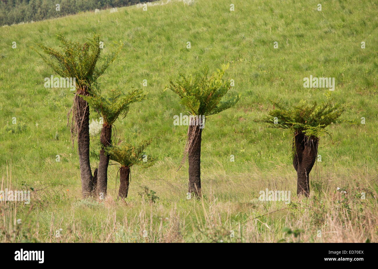 Common Tree Fern, Cyathea dregei, South Africa Stock Photo