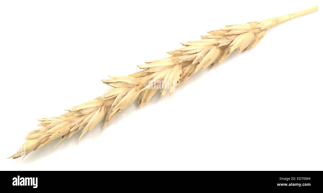 wheat isolated on white Stock Photo