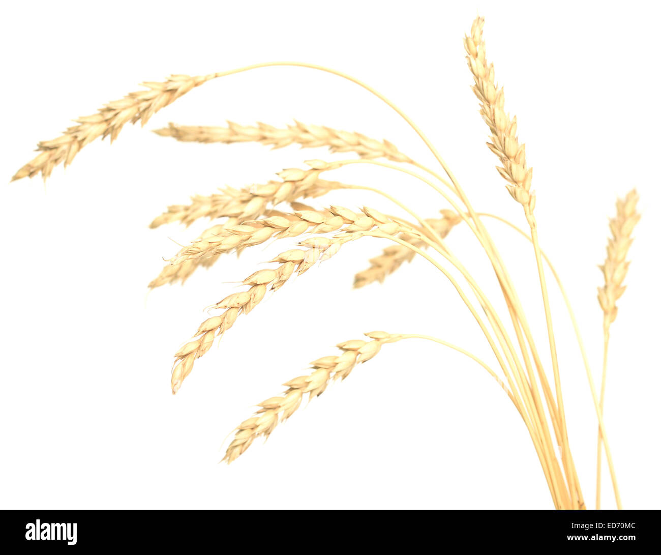 wheat isolated on white Stock Photo