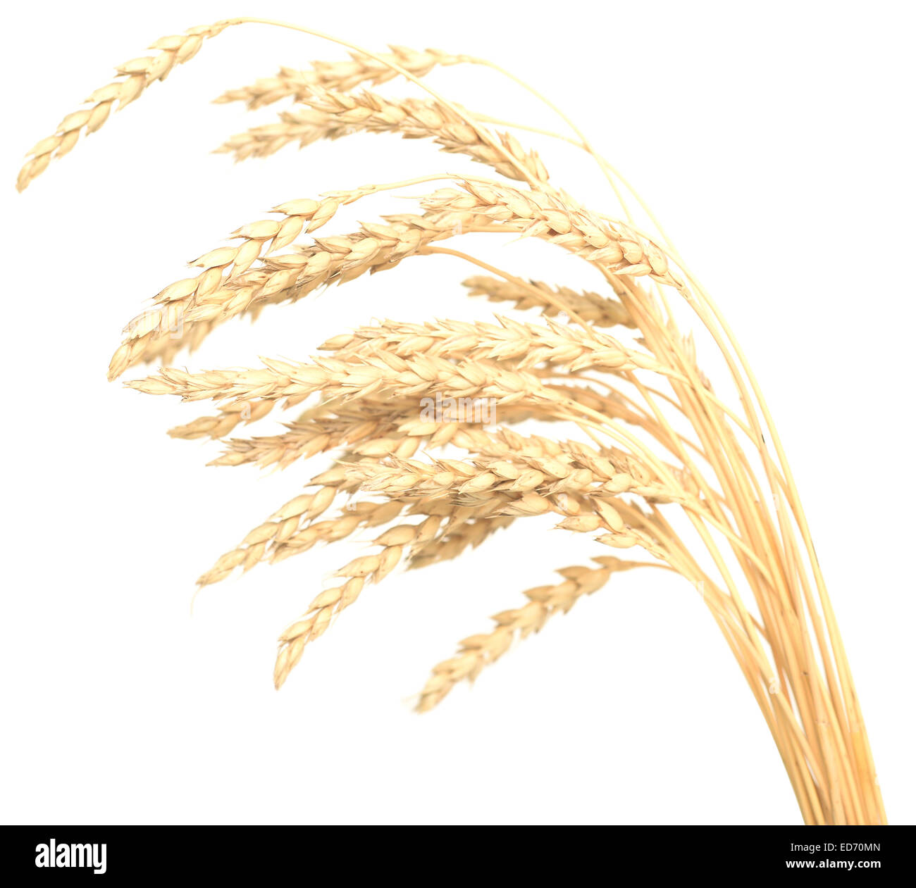 wheat isolated on white Stock Photo