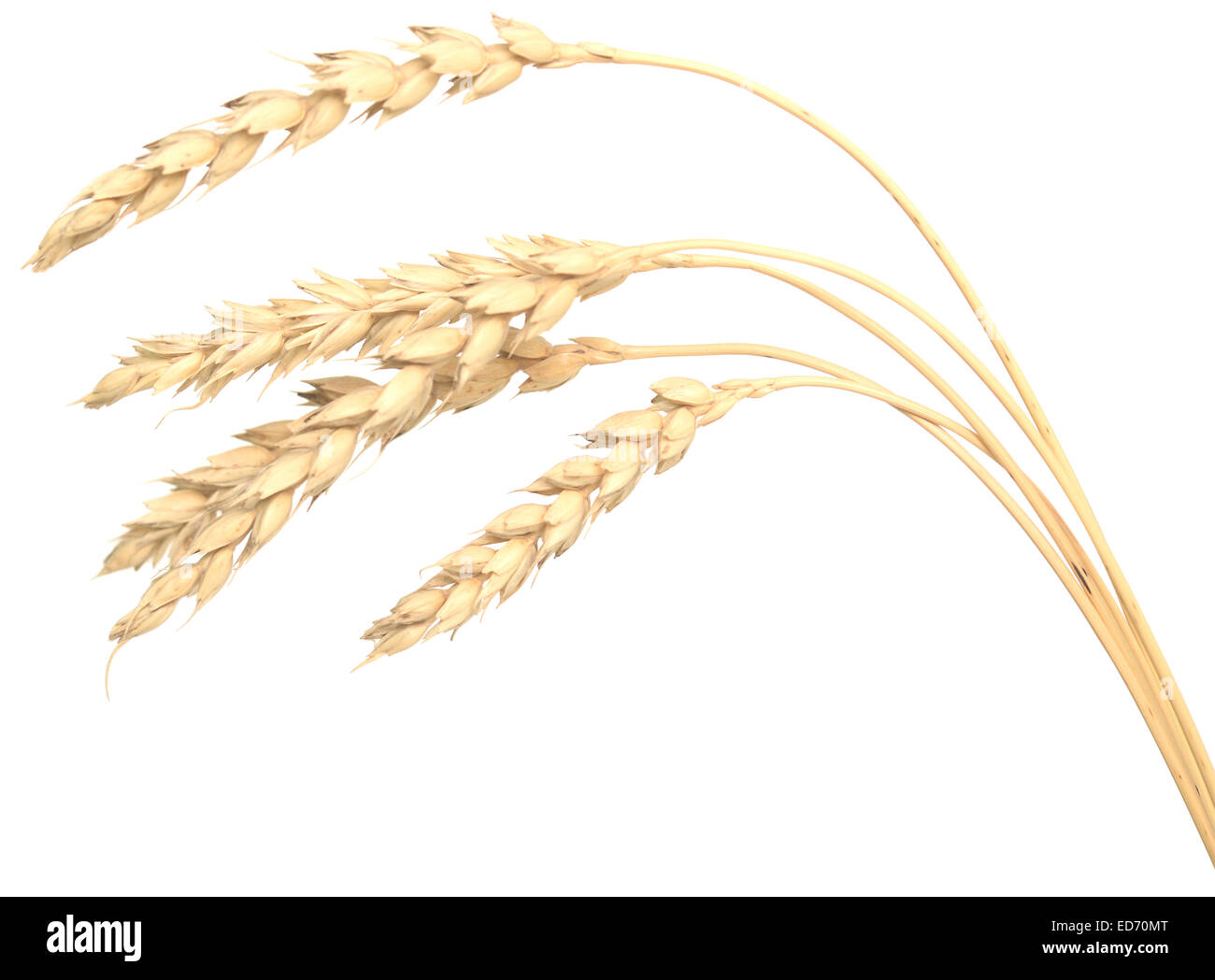 wheat isolated on white Stock Photo