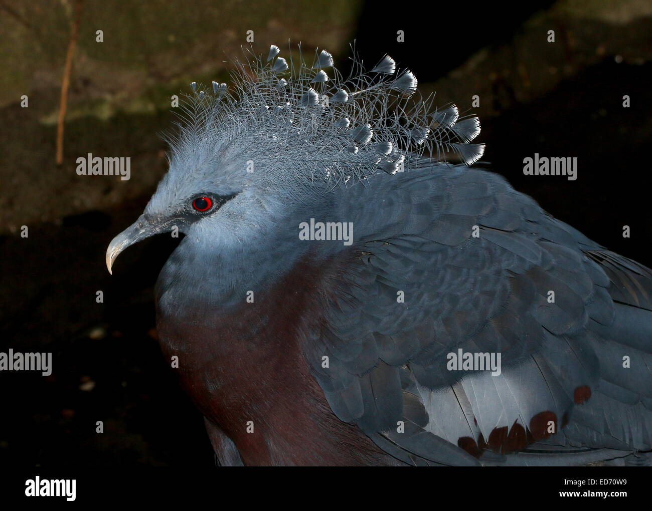 Victoria Crowned Pigeon (Goura victoria) close-up of the head and crest, seen in profile Stock Photo