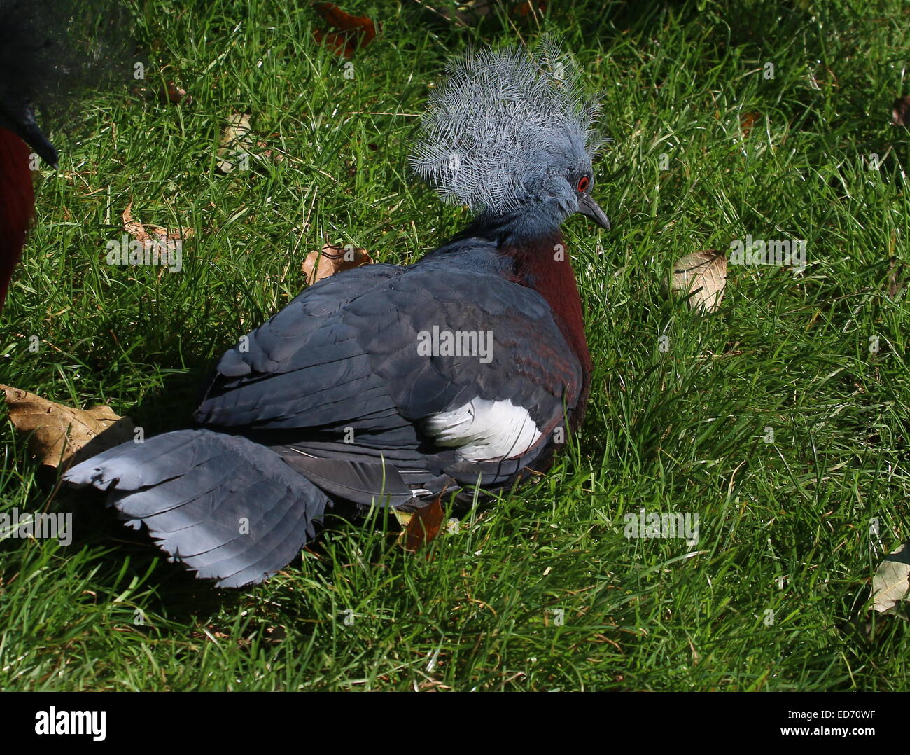 Victoria Crowned Pigeon (Goura victoria) Stock Photo