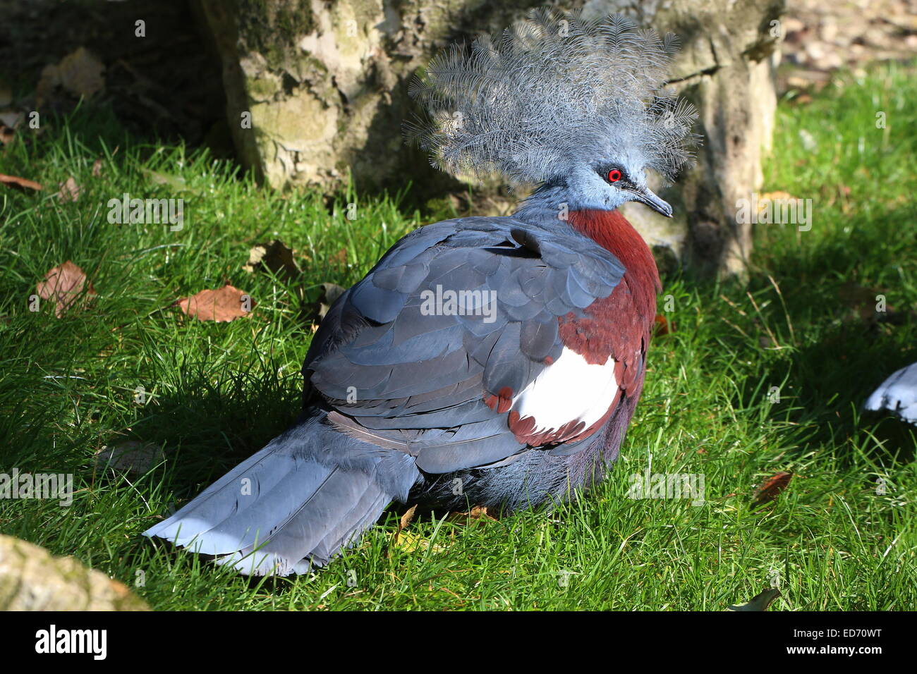Male Victoria Crowned Pigeon (Goura victoria) in a natural setting Stock Photo