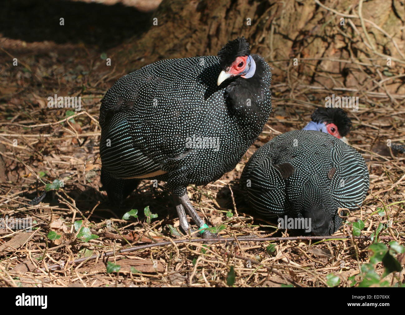 Two African Crested guineafowl (Guttera pucherani) Stock Photo