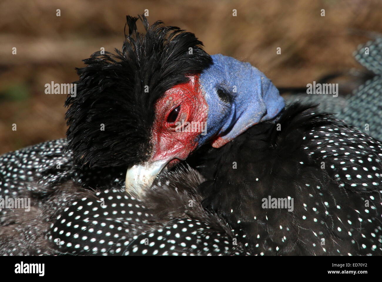 African Crested guineafowl (Guttera pucherani), close-up of the head while preening his feathers Stock Photo
