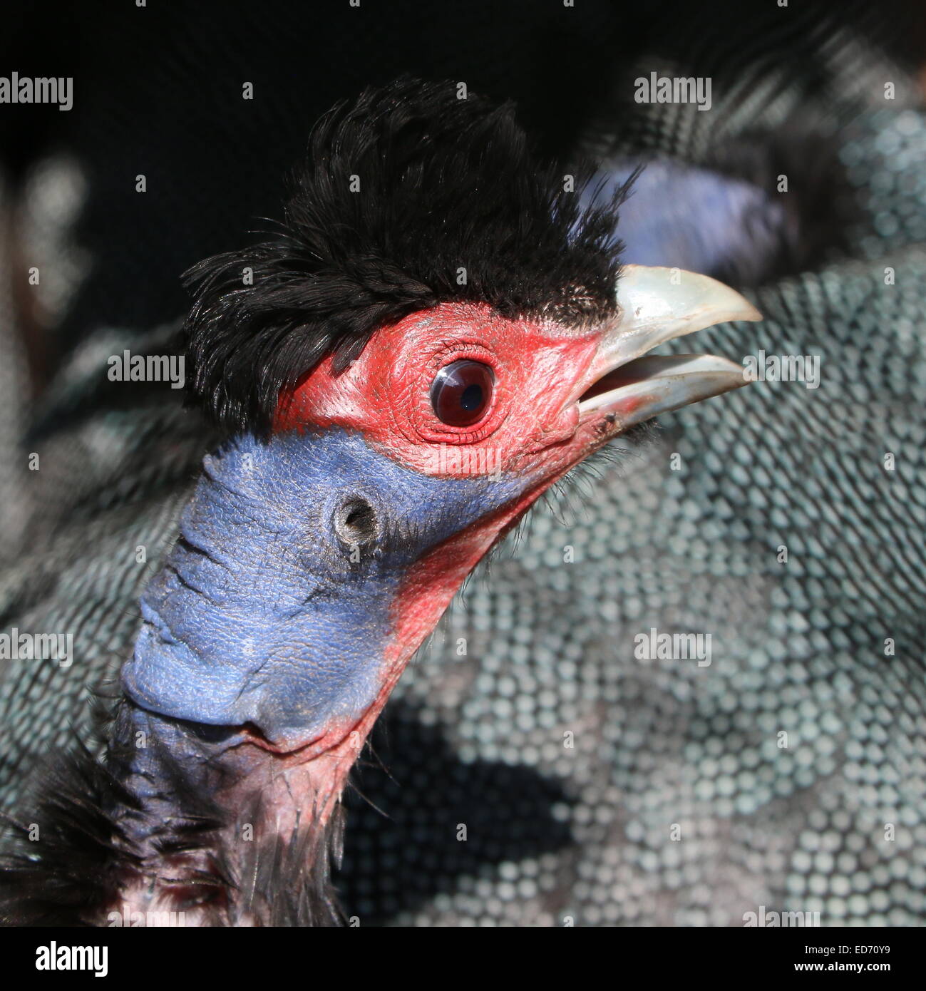 African Crested guineafowl (Guttera pucherani), close-up of the head and funky black  'hairdo' Stock Photo