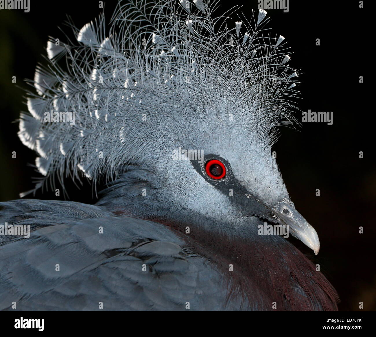 Victoria Crowned Pigeon (Goura victoria) close-up of the head and crest against a black background Stock Photo