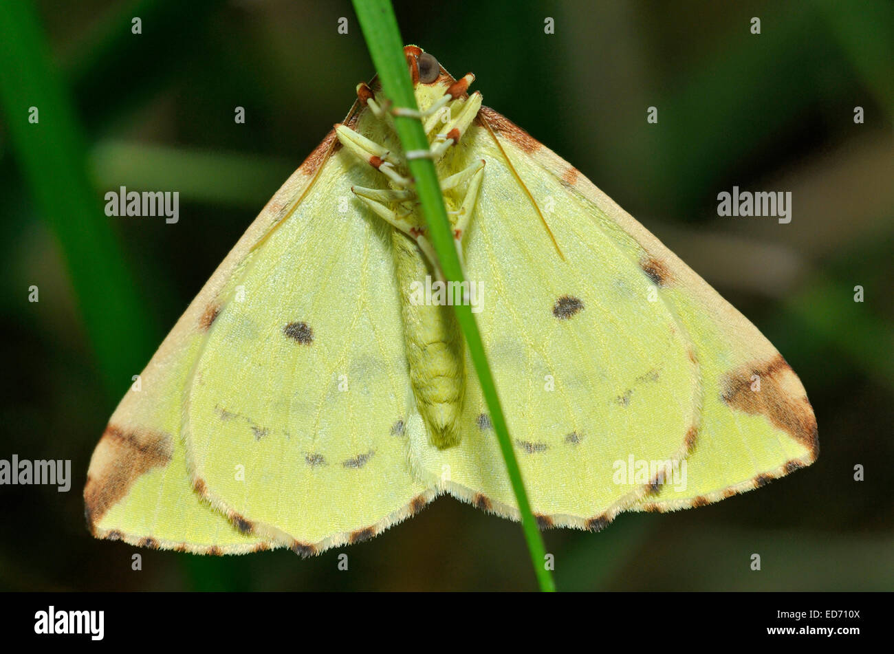 Brimstone Moth - Opisthograptis luteolata Underside on grass stem Stock Photo