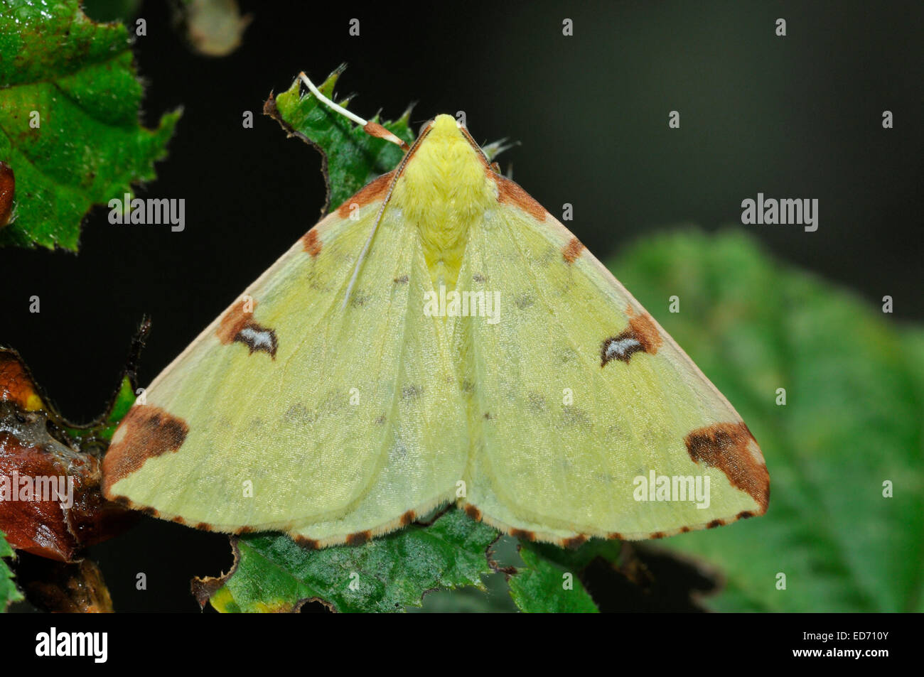 Brimstone Moth - Opisthograptis luteolata Yellow & Brown Moth Stock Photo