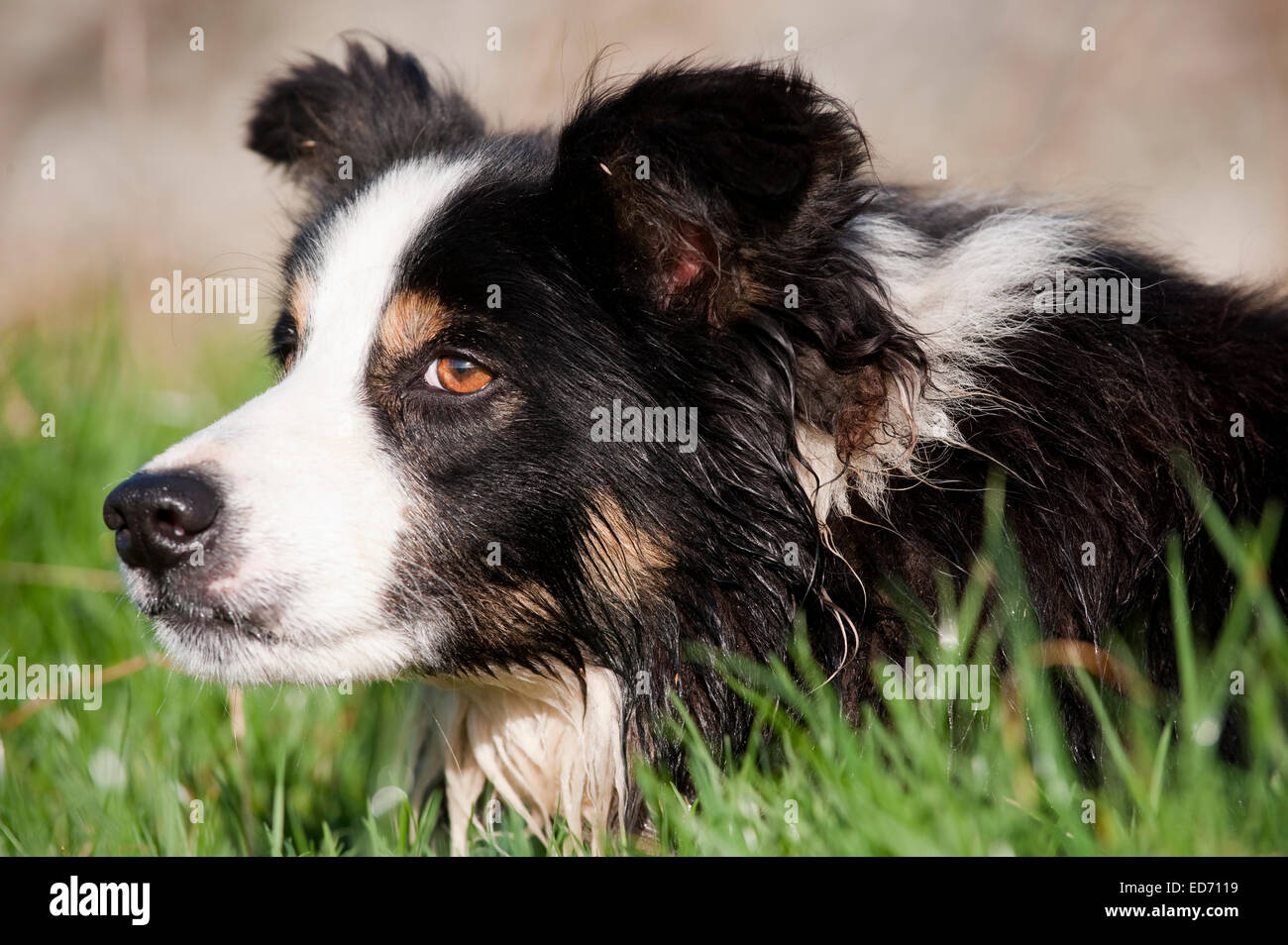 Border Collie Sheepdog watching sheep Stock Photo Alamy