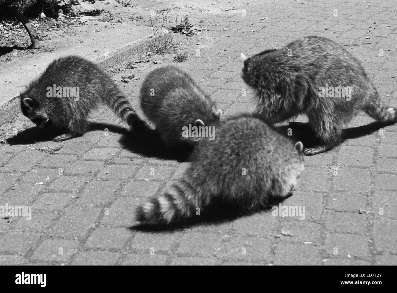 Four Raccoons in Vancouver's Stanley Park Stock Photo