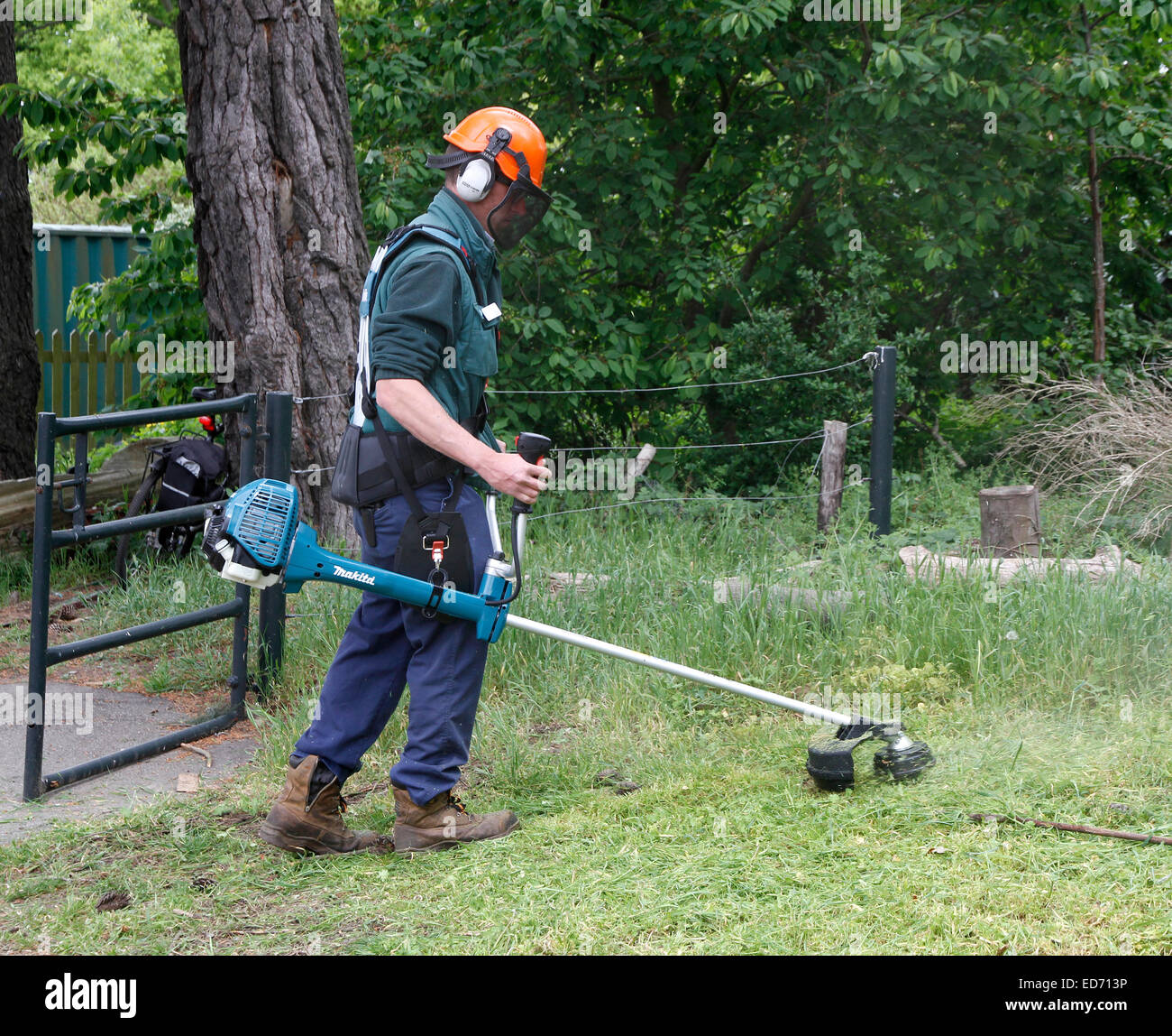 Cutting long rough grass with a petrol strimmer also called a 'weed eater' or 'weed-wacker.' Stock Photo