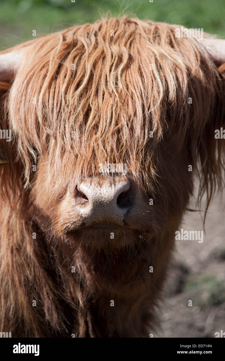 United Kingdom, Scotland, Scottish Highland Cow (Bo Ghaidhealach) Stock Photo