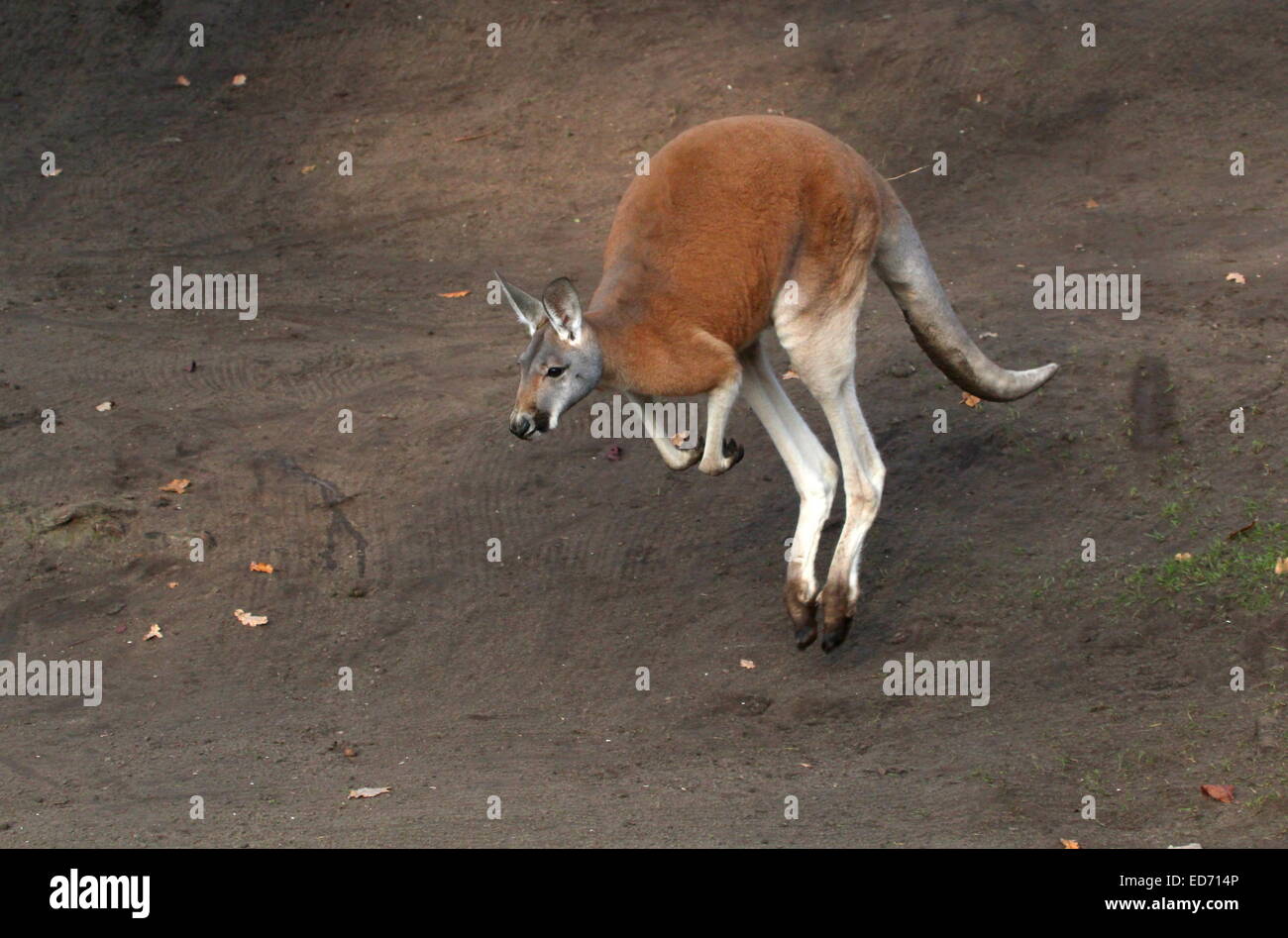 Jumping Red Kangaroo (Macropus rufus) passing by at close range Stock Photo