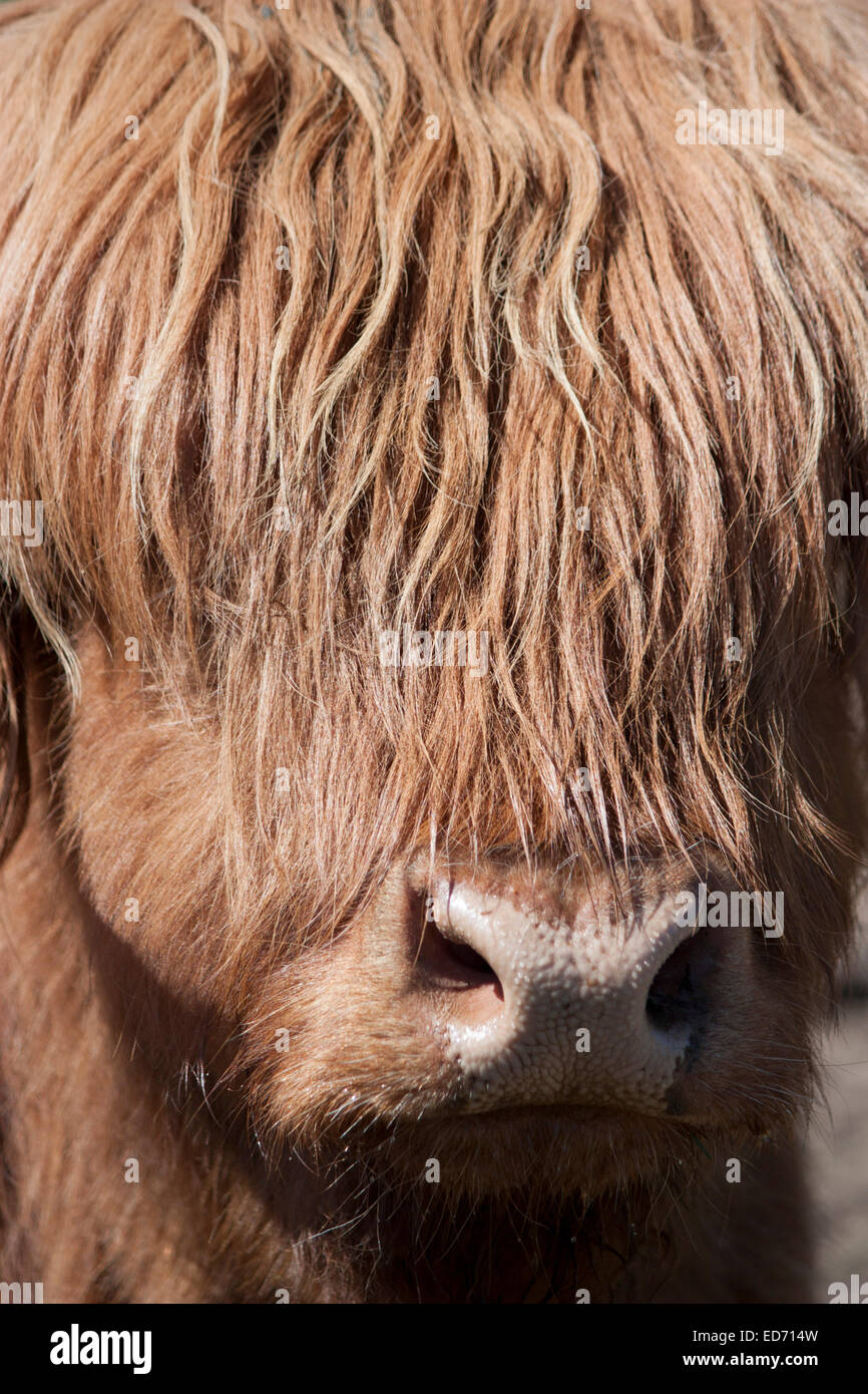 United Kingdom, Scotland, Scottish Highland Cow (Bo Ghaidhealach) Stock Photo