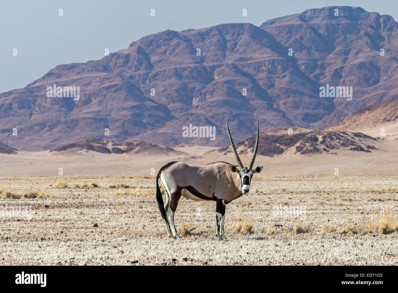 GEMSBOK IN NAMIB NAUKLUFT NATIONAL PARK NAMIBIA intelligence overview