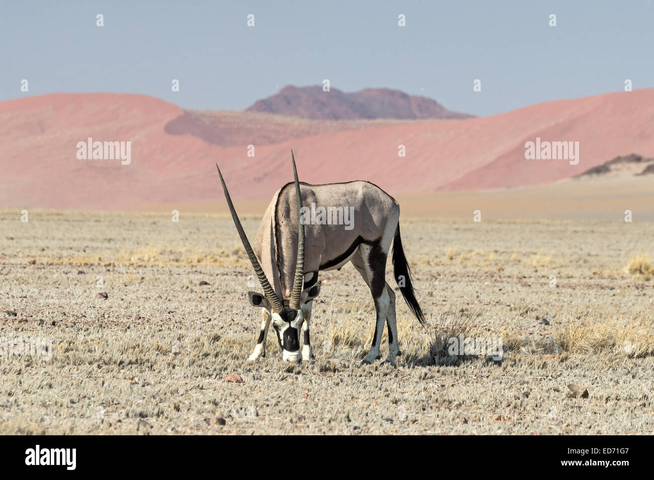 GEMSBOK IN NAMIB NAUKLUFT NATIONAL PARK NAMIBIA visual data 6
