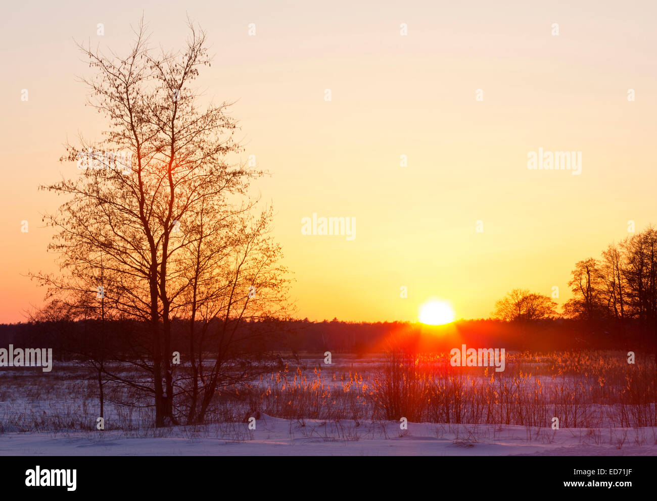 Sunset in natural reserve Duvenstedter Brook, Hamburg, Germany Stock Photo