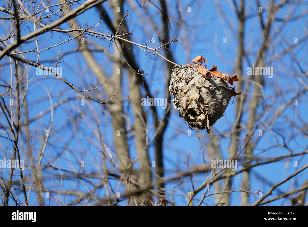 Hornets' nest hanging from tree branch. Stock Photo