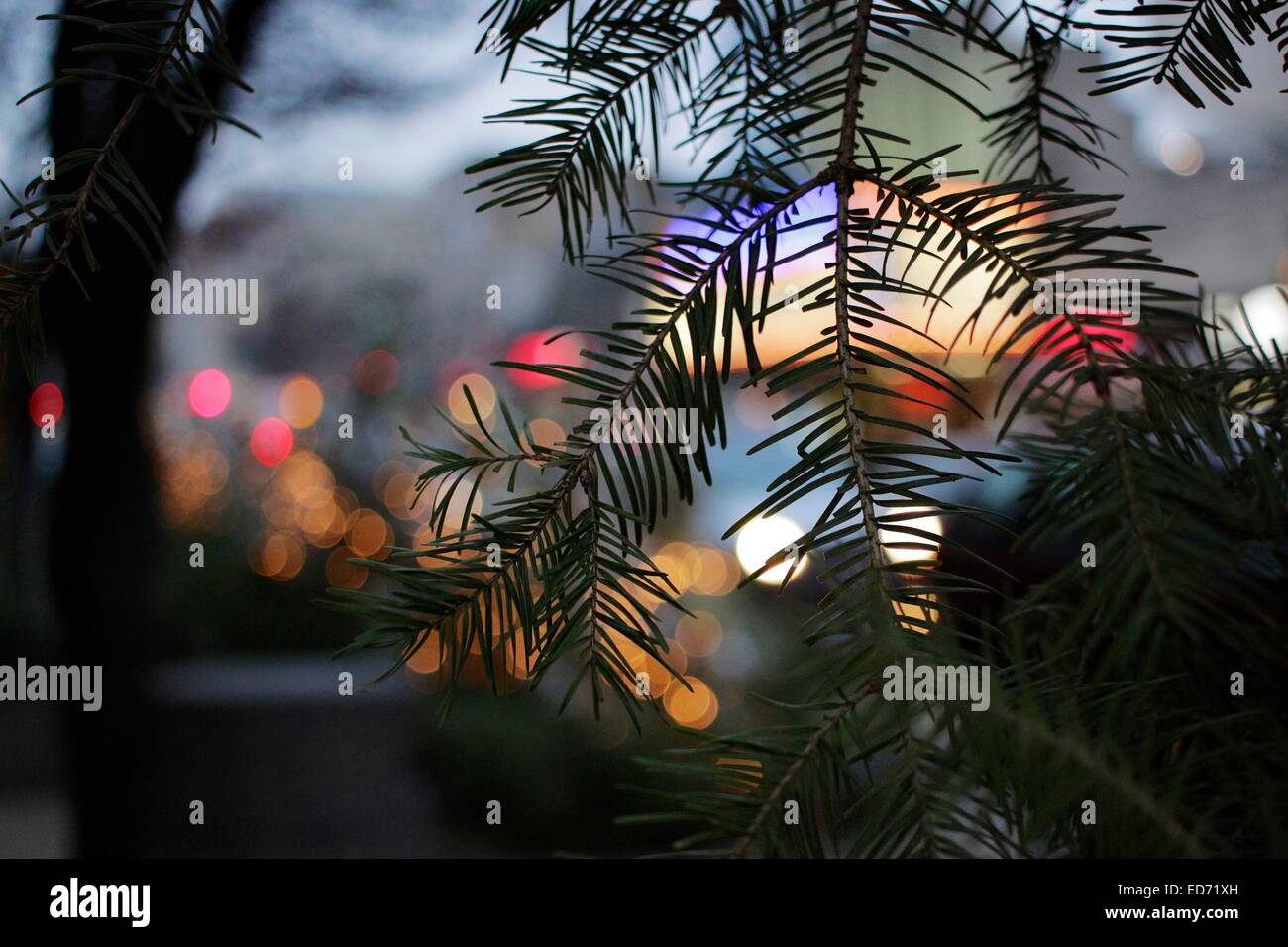 Solstice tree hires stock photography and images Alamy
