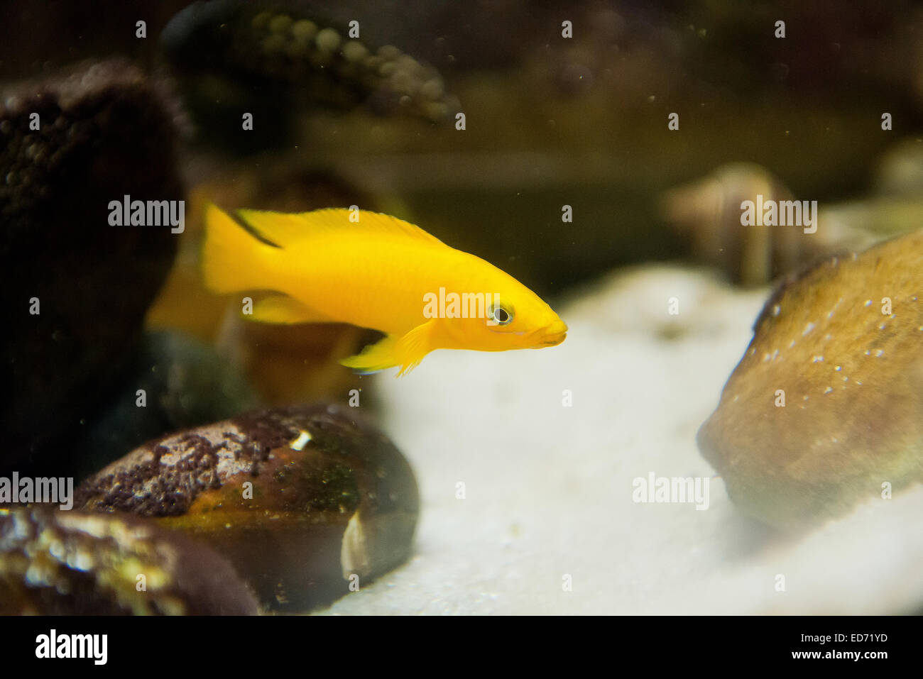 aquarium fish - Neolaprologus leleupi Stock Photo