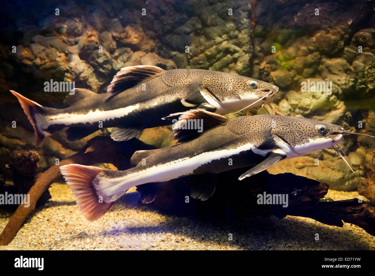 Phractocephalus hemioliopterus - redtail catfish Stock Photo