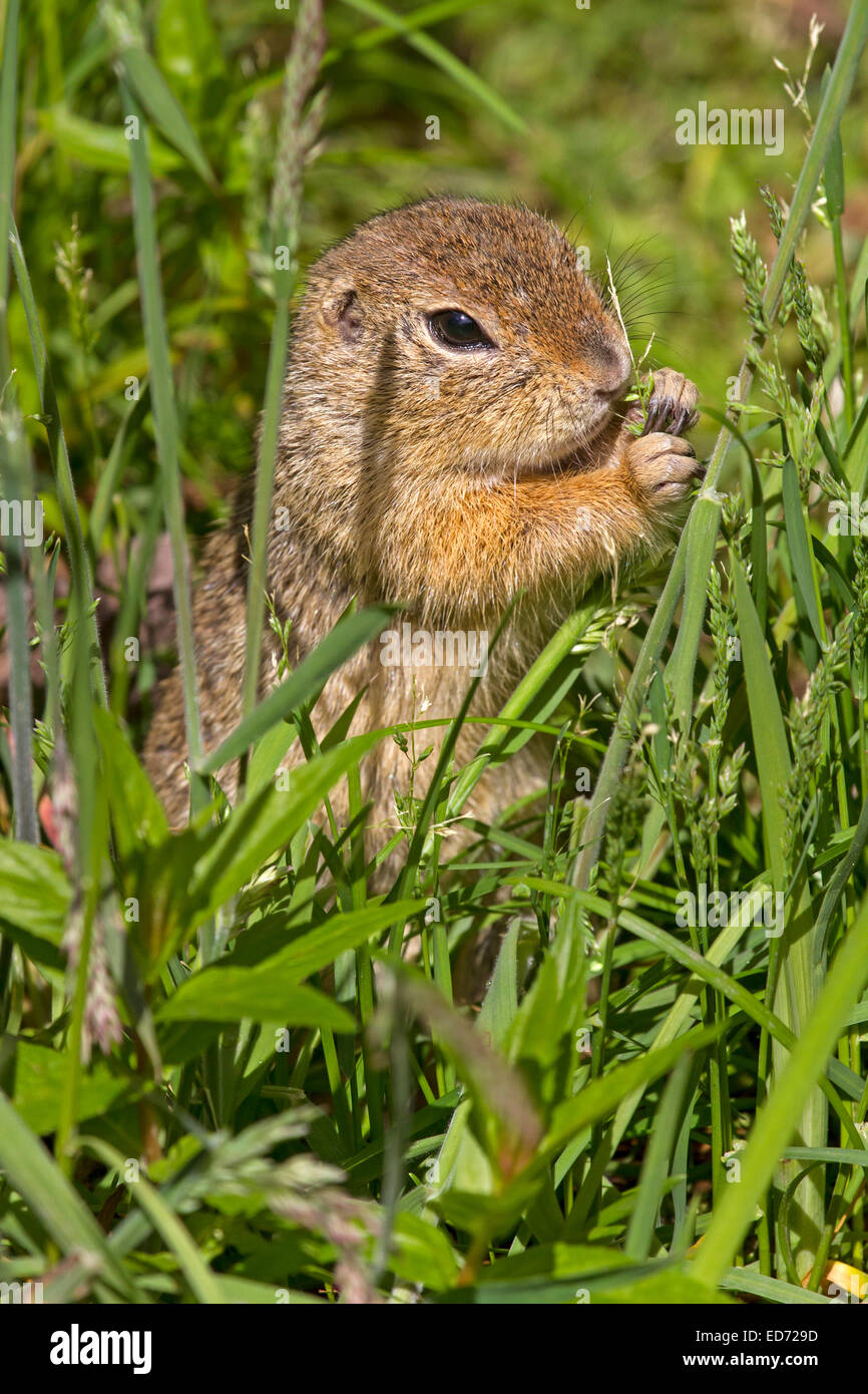European Ground Squirrel / Spermophilus citellus Stock Photo Alamy