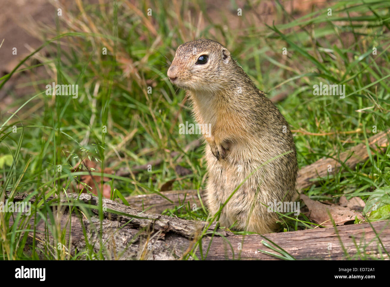 European Ground Squirrel / Spermophilus citellus Stock Photo