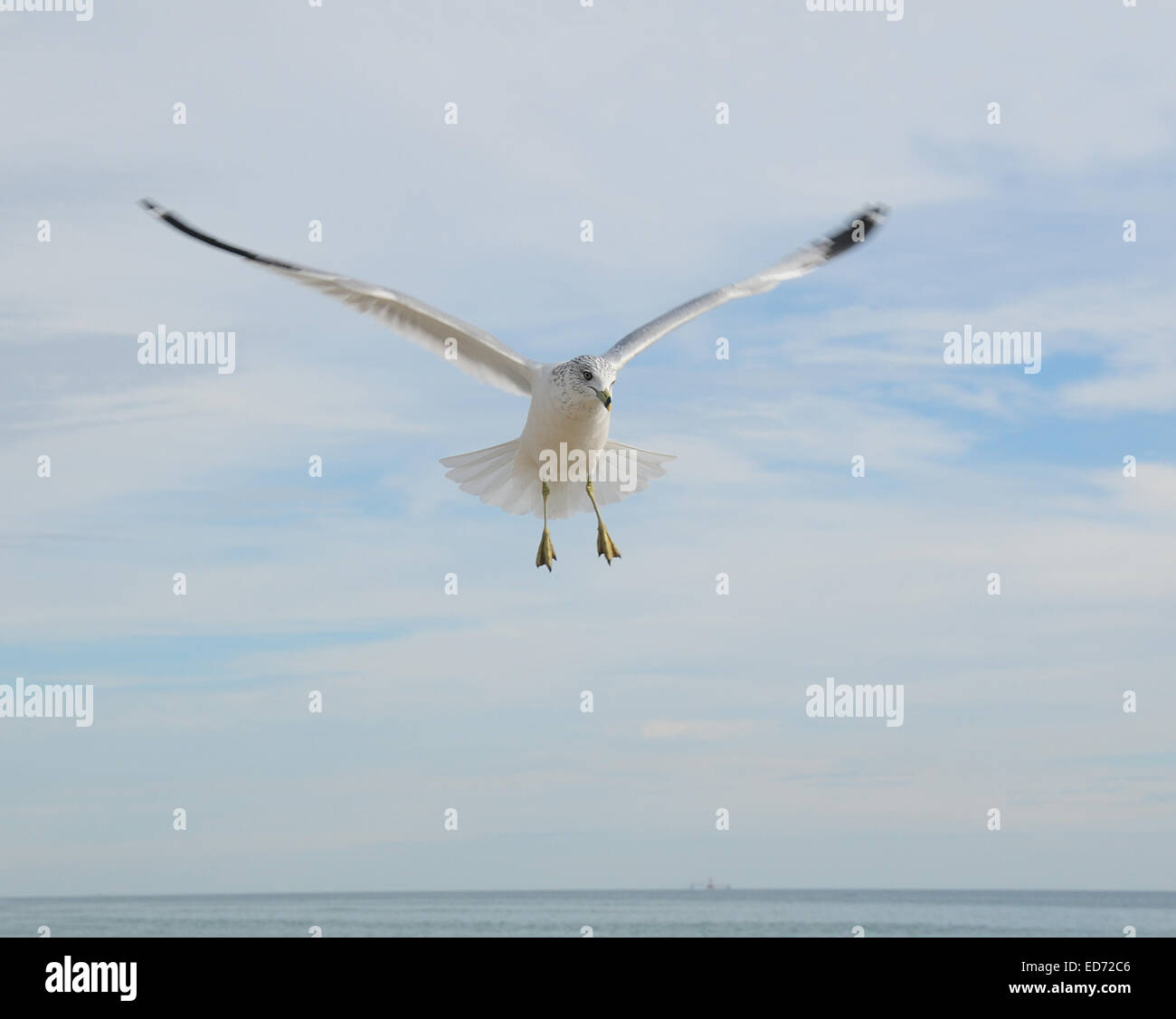 Beautiful sea gull landing on beach Stock Photo