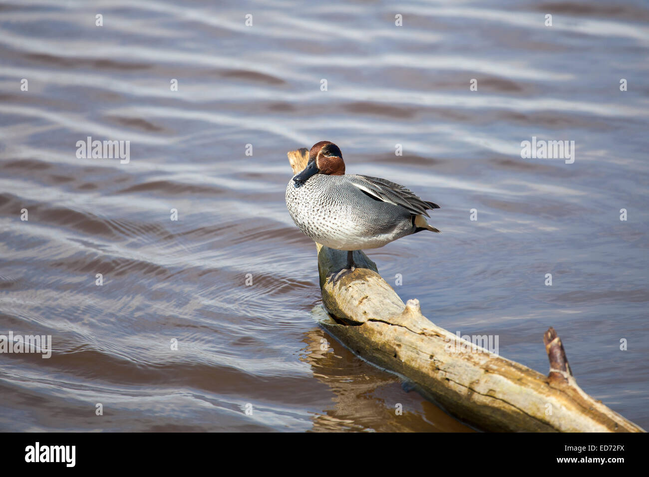 eurasian teal relaxing on a branch Stock Photo