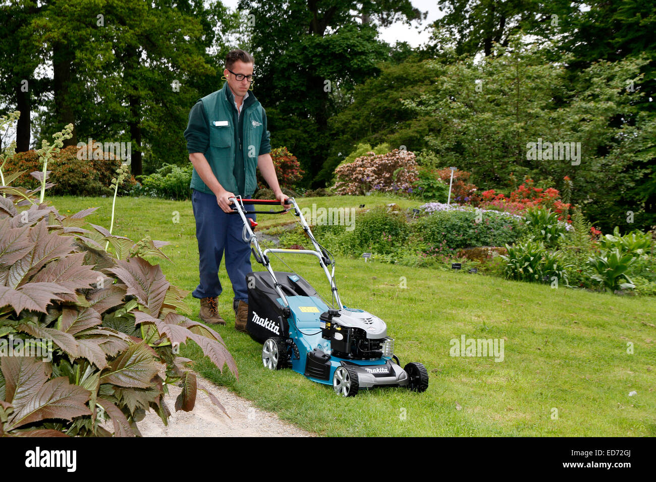 Lawn Mowing with petrol mower Stock Photo