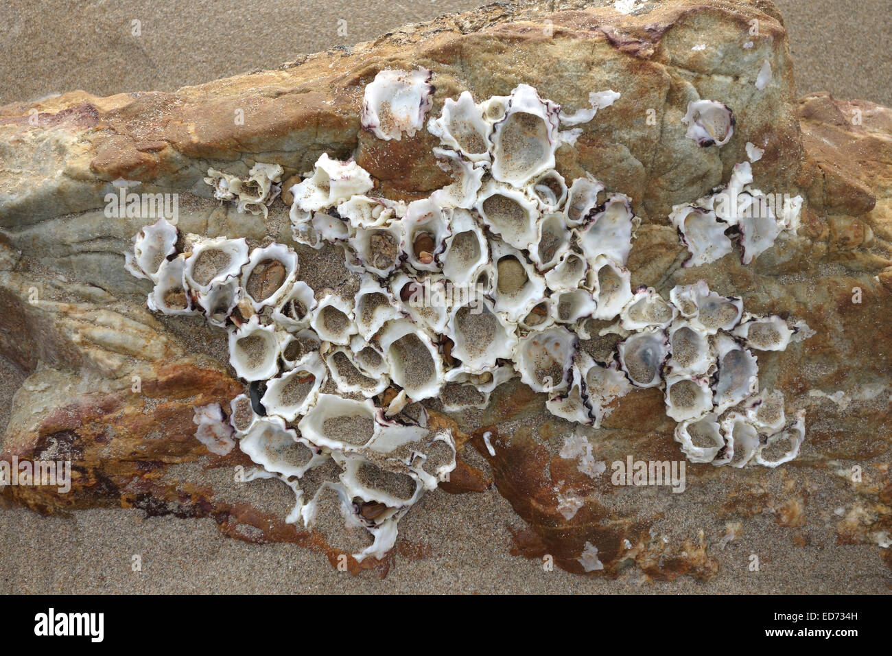 Barnacle shells hi-res stock photography and images - Alamy