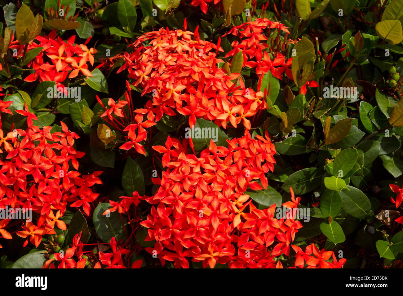 Brilliant scarlet flowers in the WestIndies Stock Photo Alamy