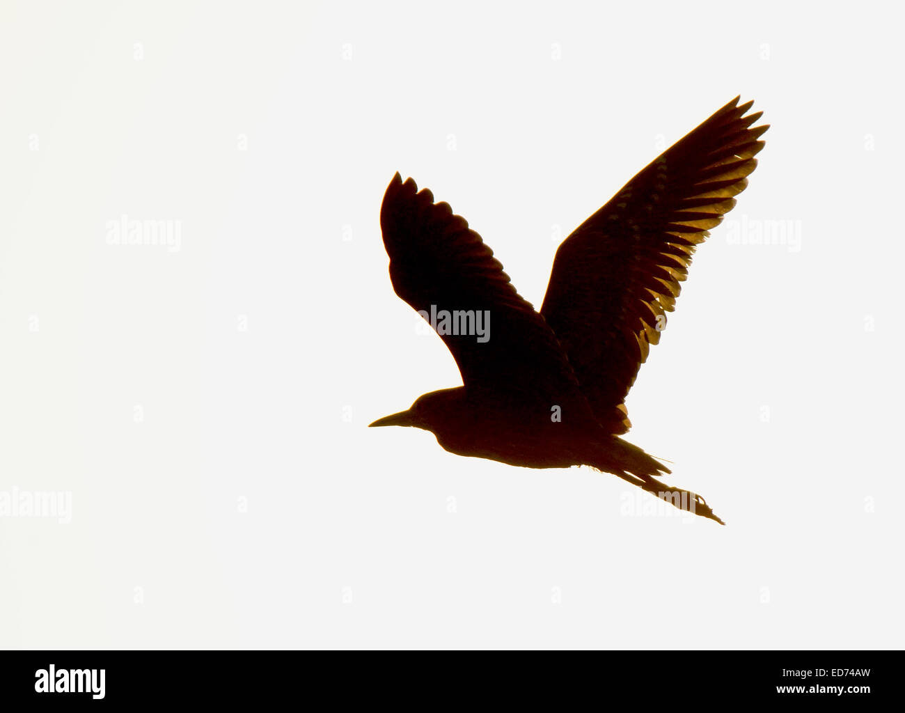 Heron flying, Silhouette Stock Photo