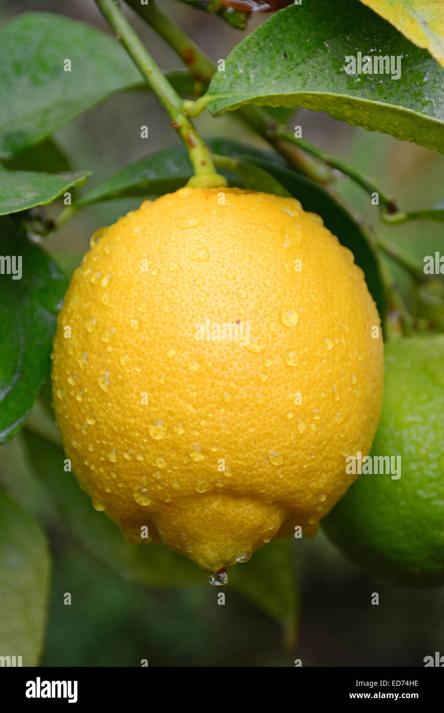Raindrops on lemon Stock Photo
