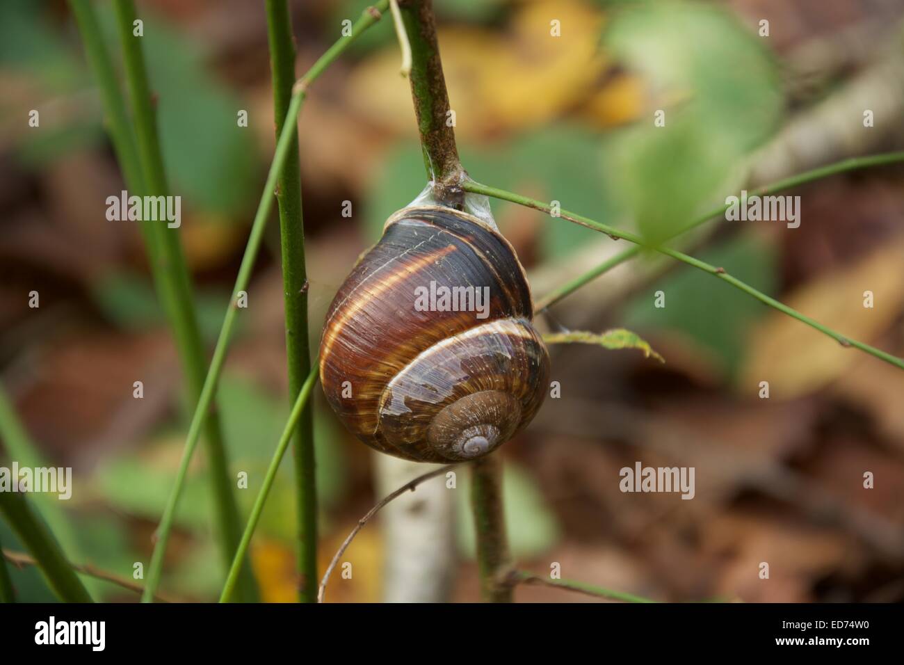 Snaily – Pianta Conchiglia Viva In Cilindro Di Vetro – Dischidia Pectinoides – Regalo Originale Verde