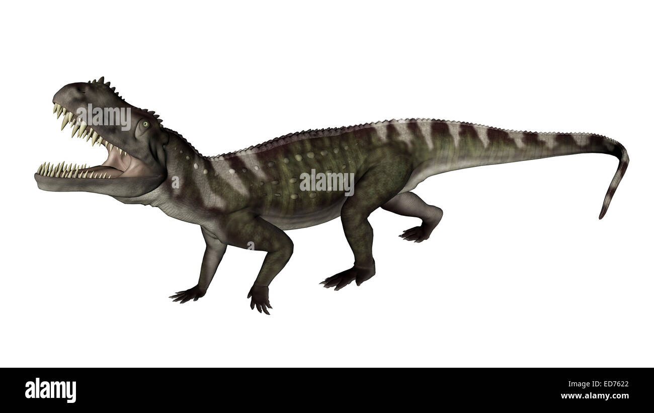 Prestosuchus dinosaur roaring, white background. Stock Photo