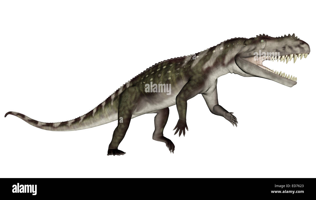 Prestosuchus dinosaur roaring, white background. Stock Photo